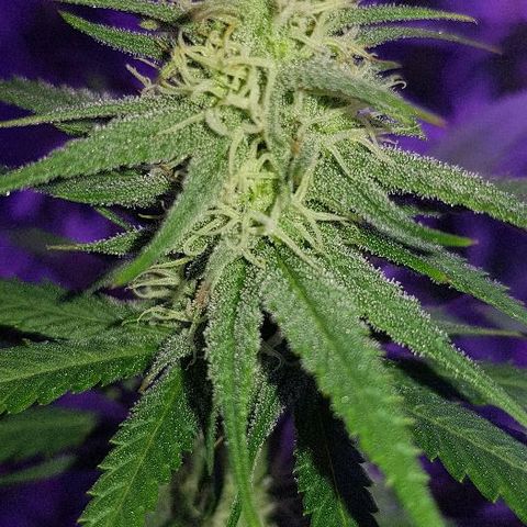 Daworka growlog timeline photo
