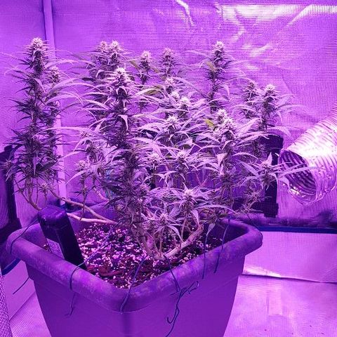 Daworka growlog timeline photo