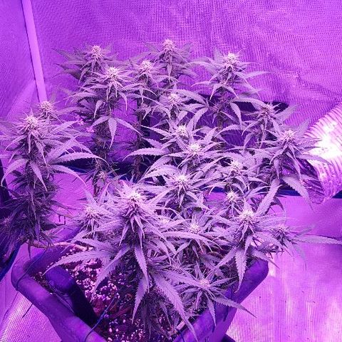 Daworka growlog timeline photo