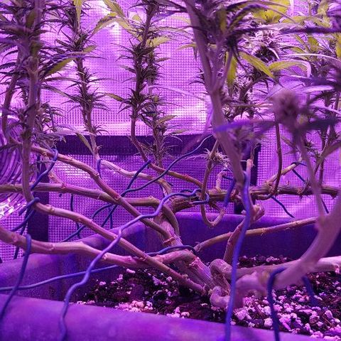 Daworka growlog timeline photo