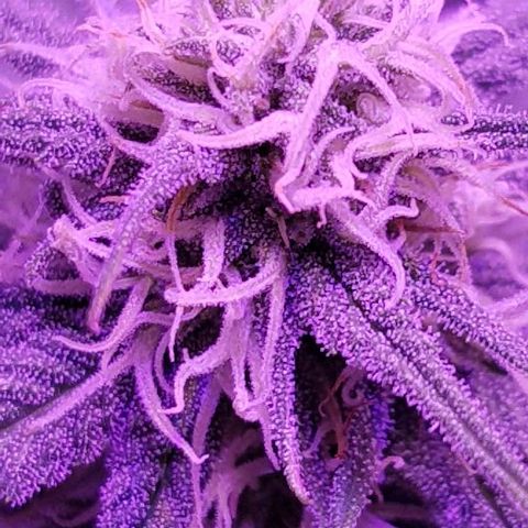 Daworka growlog timeline photo