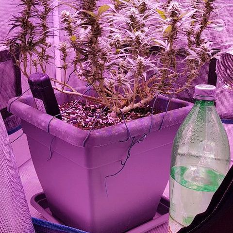 Daworka growlog timeline photo