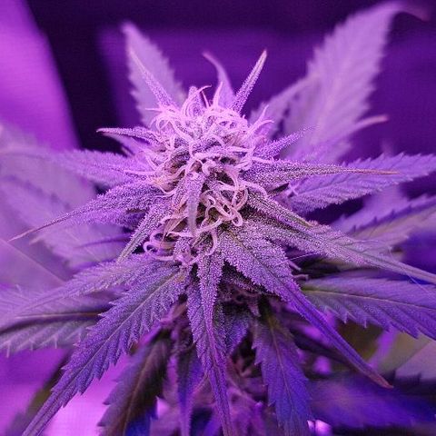 Daworka growlog timeline photo