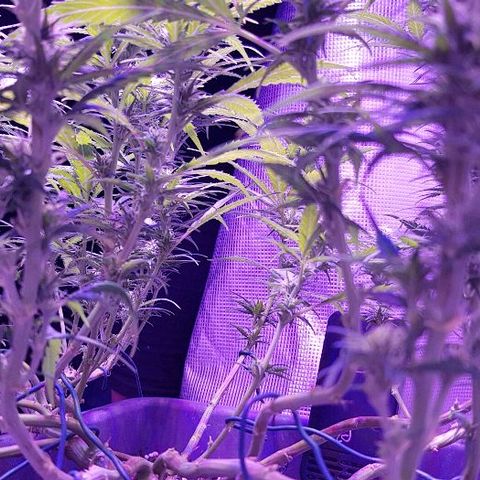 Daworka growlog timeline photo