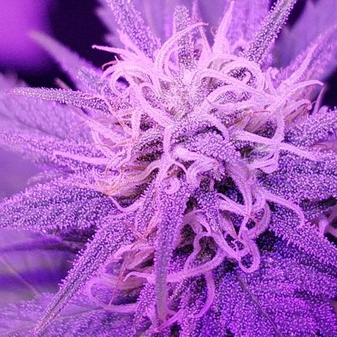 Daworka growlog timeline photo