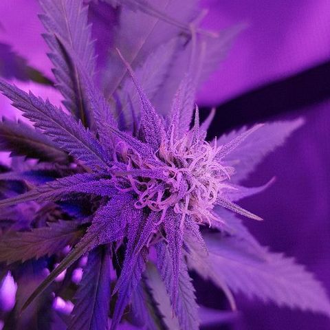 Daworka growlog timeline photo