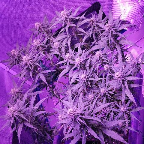 Daworka growlog timeline photo