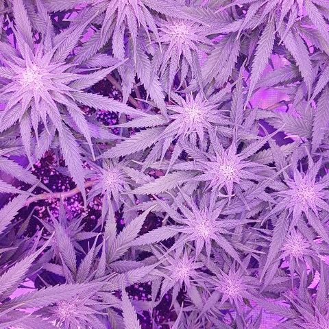 Daworka growlog timeline photo