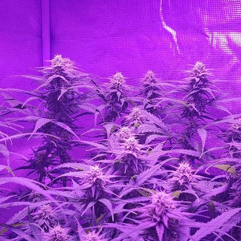 Daworka growlog timeline photo