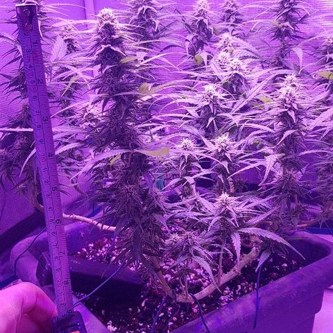 Daworka growlog timeline photo