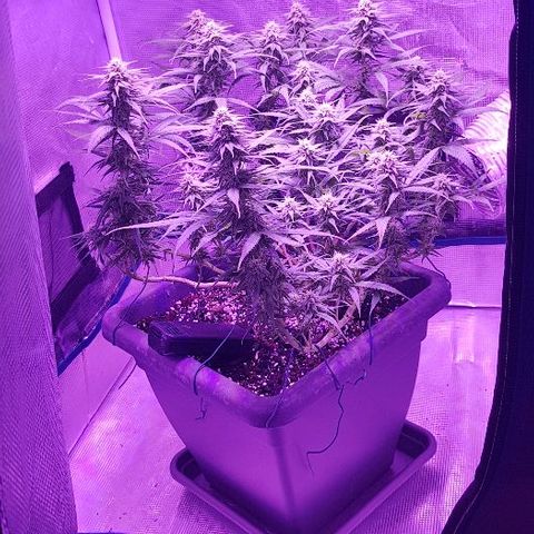Daworka growlog timeline photo