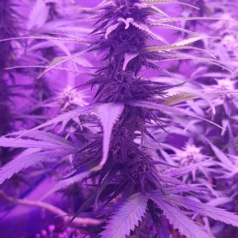 Daworka growlog timeline photo