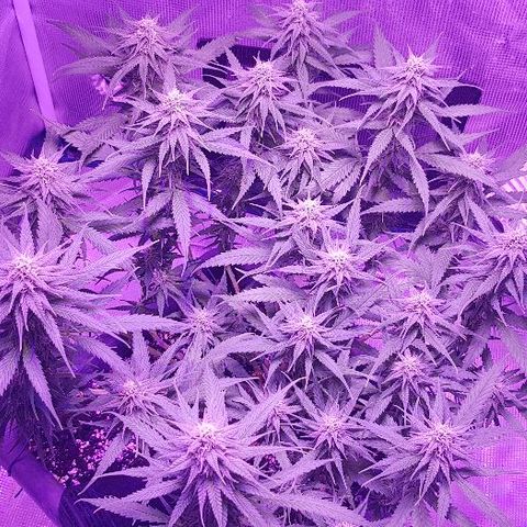 Daworka growlog timeline photo