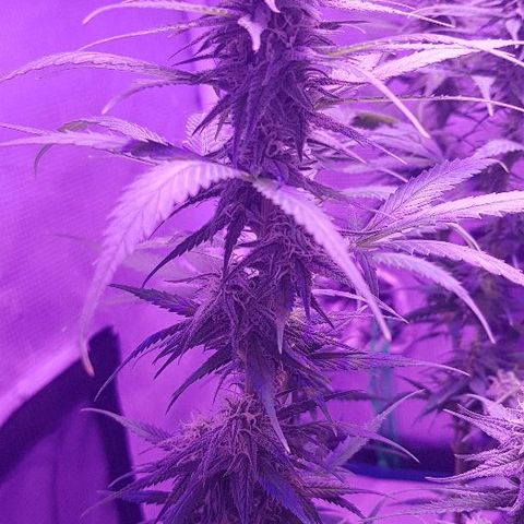 Daworka growlog timeline photo