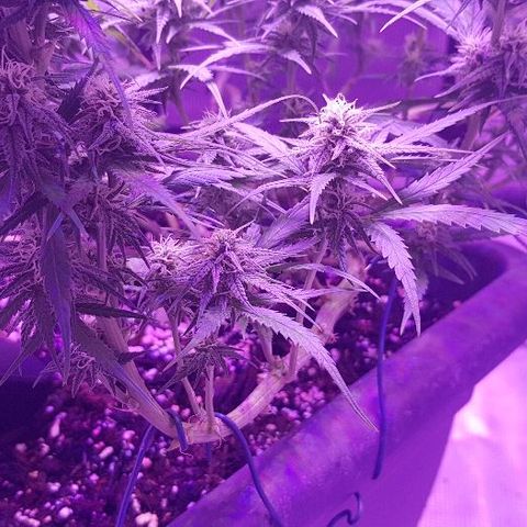 Daworka growlog timeline photo