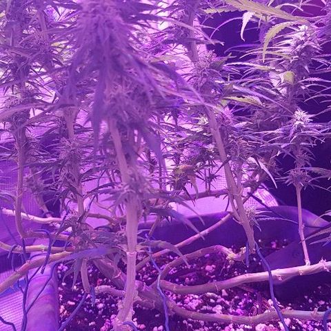 Daworka growlog timeline photo