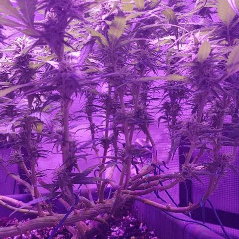 Daworka growlog timeline photo