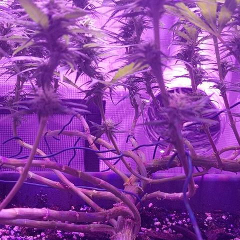 Daworka growlog timeline photo