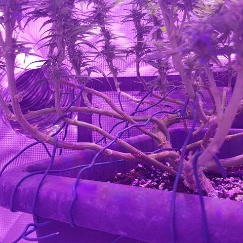 Daworka growlog timeline photo