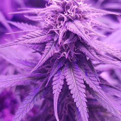 Daworka growlog timeline photo