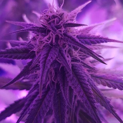 Daworka growlog timeline photo