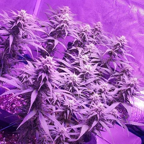 Daworka growlog timeline photo