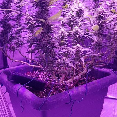 Daworka growlog timeline photo