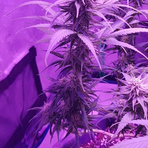 Daworka growlog timeline photo