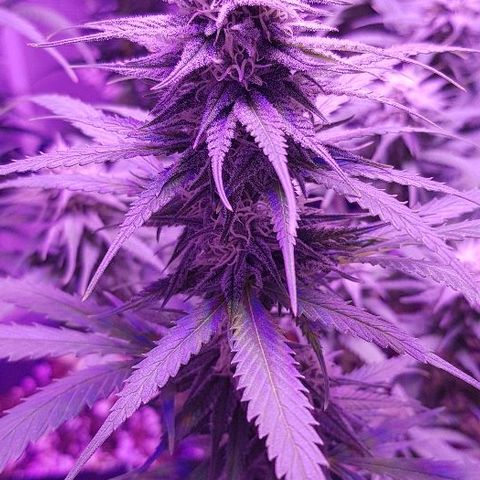 Daworka growlog timeline photo