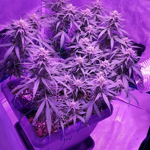 Daworka growlog timeline photo