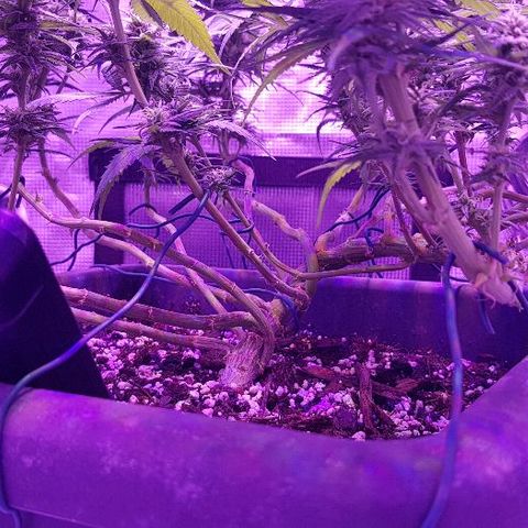 Daworka growlog timeline photo
