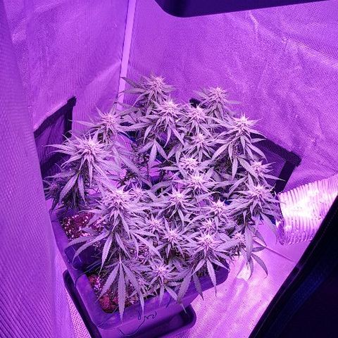 Daworka growlog timeline photo