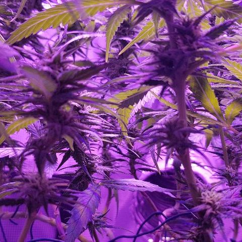 Daworka growlog timeline photo