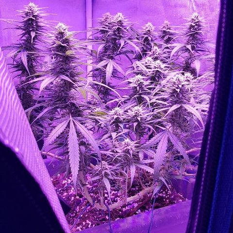 Daworka growlog timeline photo