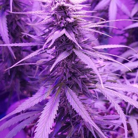 Daworka growlog timeline photo