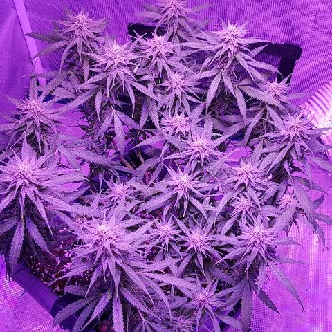 Daworka growlog timeline photo