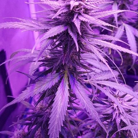 Daworka growlog timeline photo