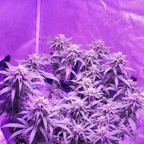 Daworka growlog timeline photo