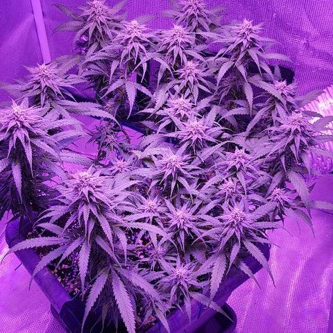 Daworka growlog timeline photo