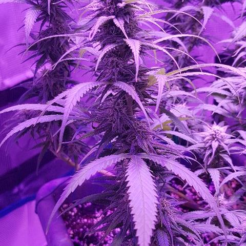 Daworka growlog timeline photo