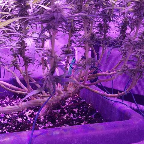 Daworka growlog timeline photo