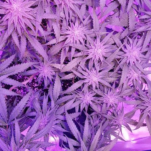 Daworka growlog timeline photo
