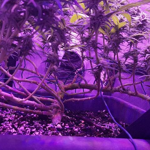 Daworka growlog timeline photo
