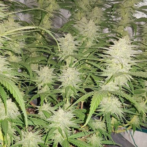 Daworka growlog timeline photo