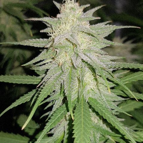 Daworka growlog timeline photo