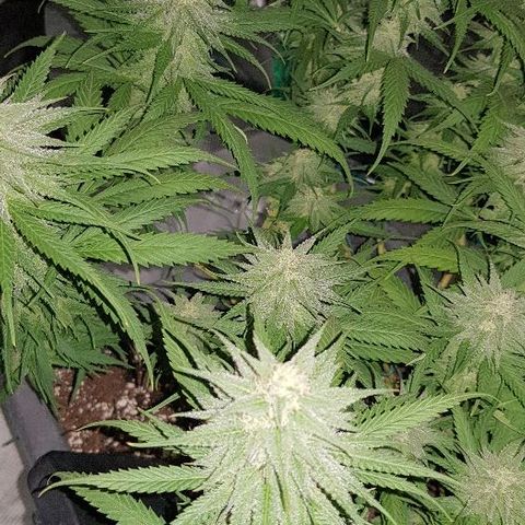 Daworka growlog timeline photo