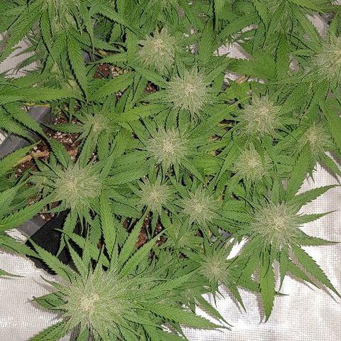 Daworka growlog timeline photo