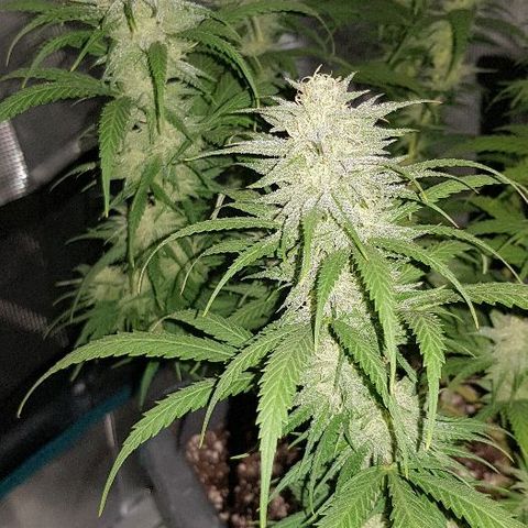 Daworka growlog timeline photo