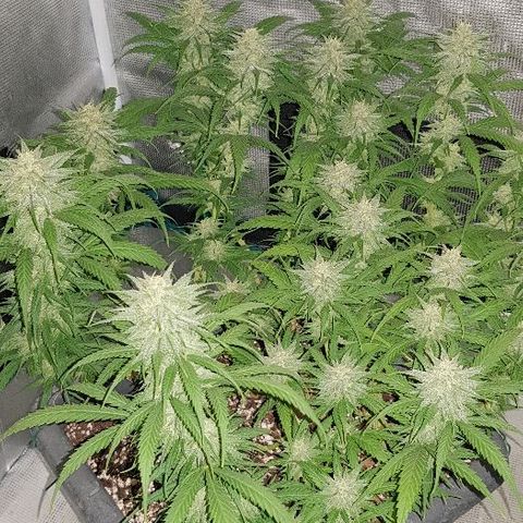 Daworka growlog timeline photo