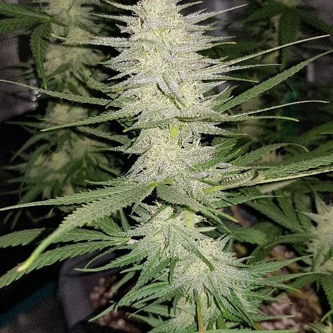 Daworka growlog timeline photo